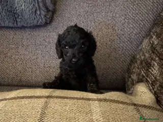 Cockapoo dogs Cockapoo F1B - Advert 1