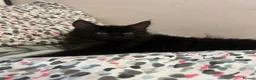 Maine Coon cats for sale: TICA - Maine Coon Kittens ready for forever homes! - Advert 11