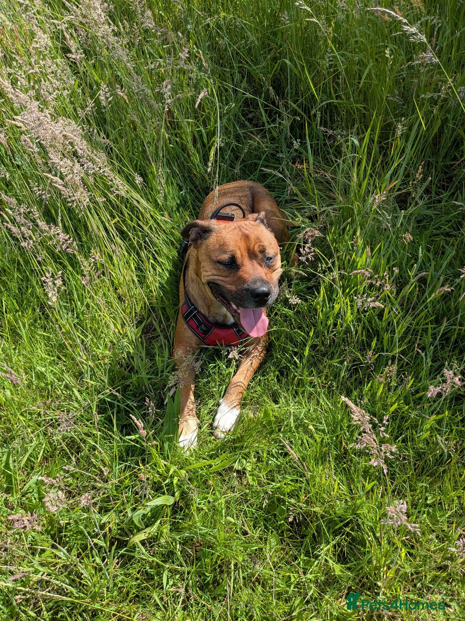 Mixed Breed dogs 4 left from 8 - Advert 1
