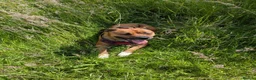 Mixed Breed dogs for sale: 4 left from 8 - Advert 1