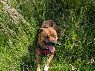 Mixed Breed dogs 4 left from 8 - Advert 1
