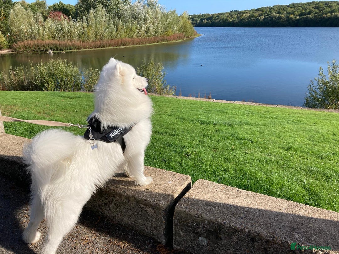 Samoyed dogs for stud: Purebred KC Registered SAMOYED Stud for Breeding  in Reading - Image 7