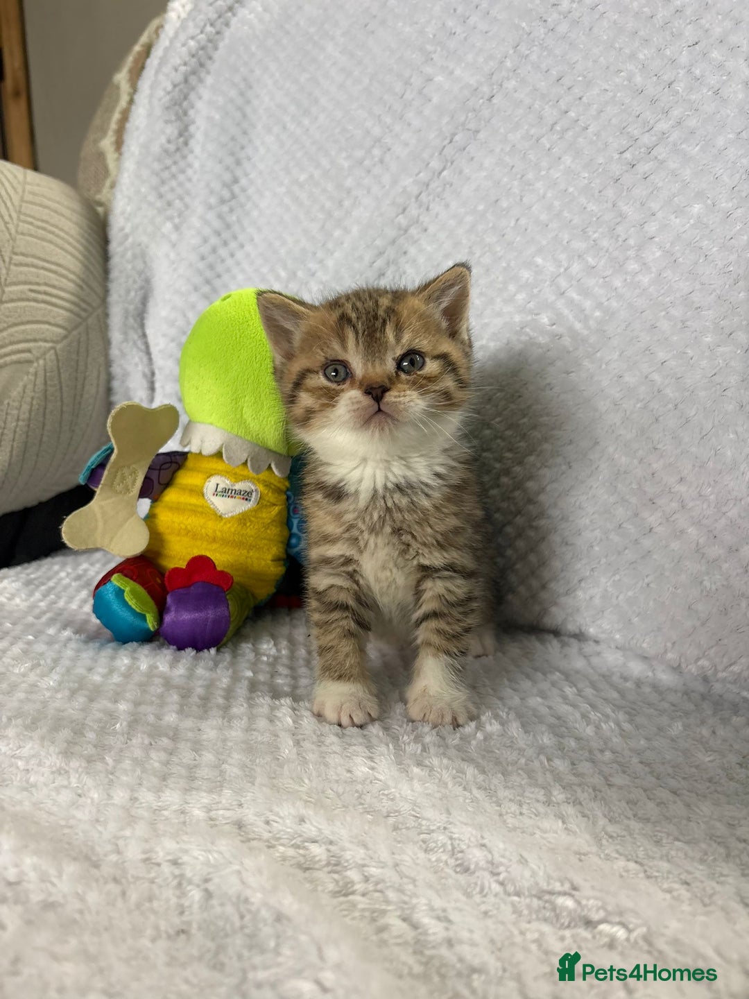 British Shorthair cats for sale: Gorgeous British shorthairs - Image 34