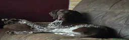 German Shorthaired Pointer dogs for sale: German Shorthaired Pointer puppies - Advert 12