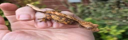 Gecko reptiles for sale: Various crested geckos - Advert 22