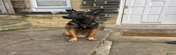 Belgian Shepherd Dog dogs for sale: Me zeus - Advert 5