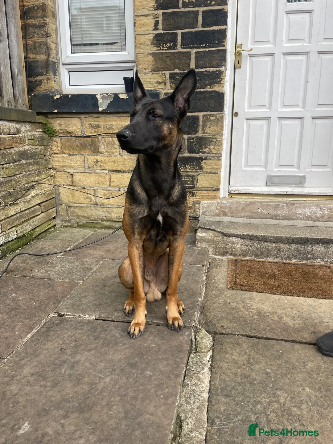 Belgian Shepherd Dog dogs for sale: Me zeus - Advert 5