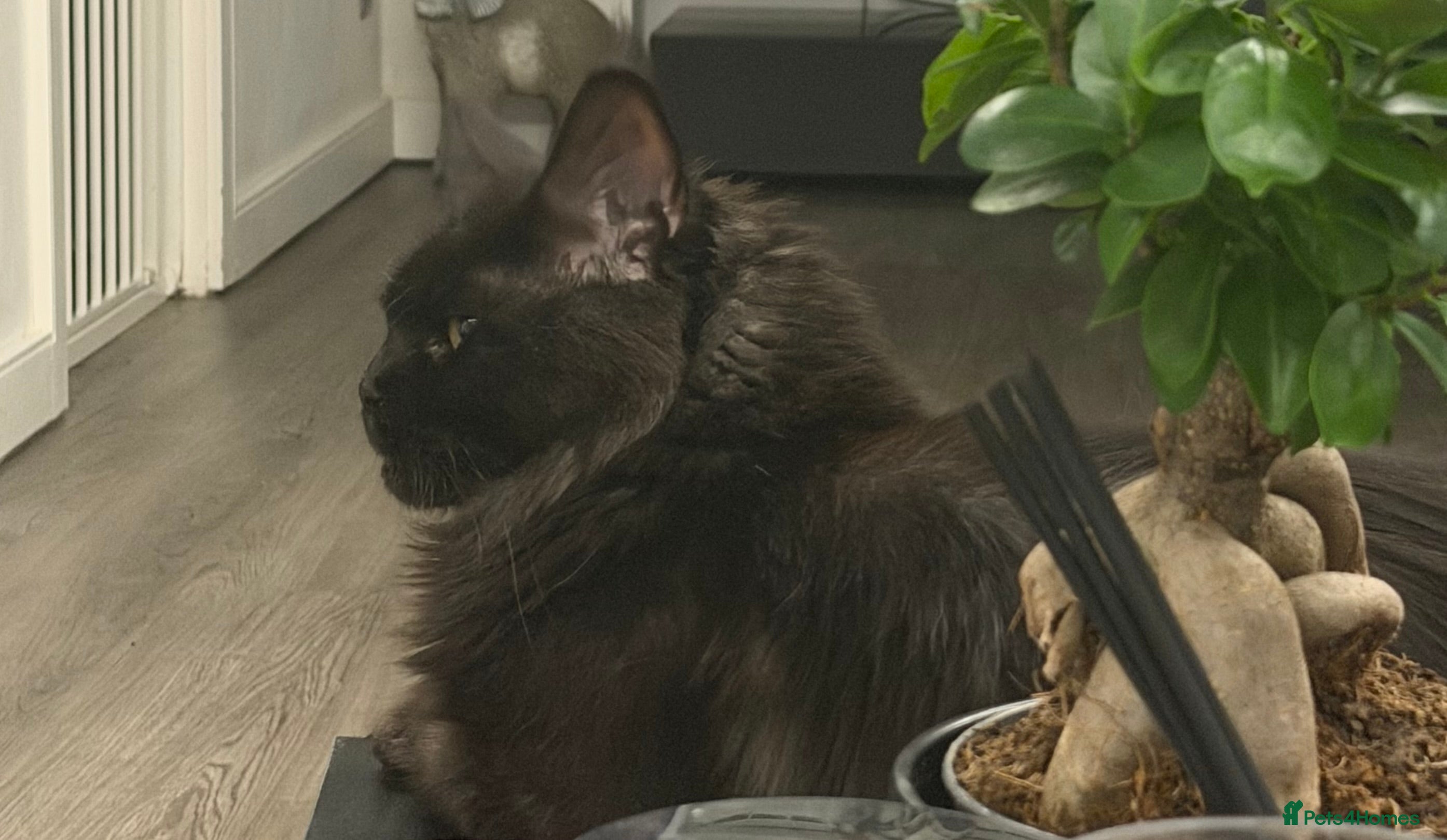 Maine Coon cats Full Mainecoon kittens - Advert 2