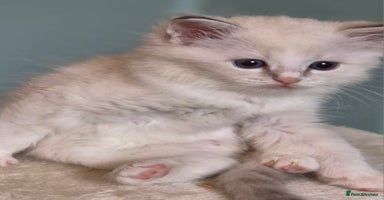 Ragdoll cats - Advert 2