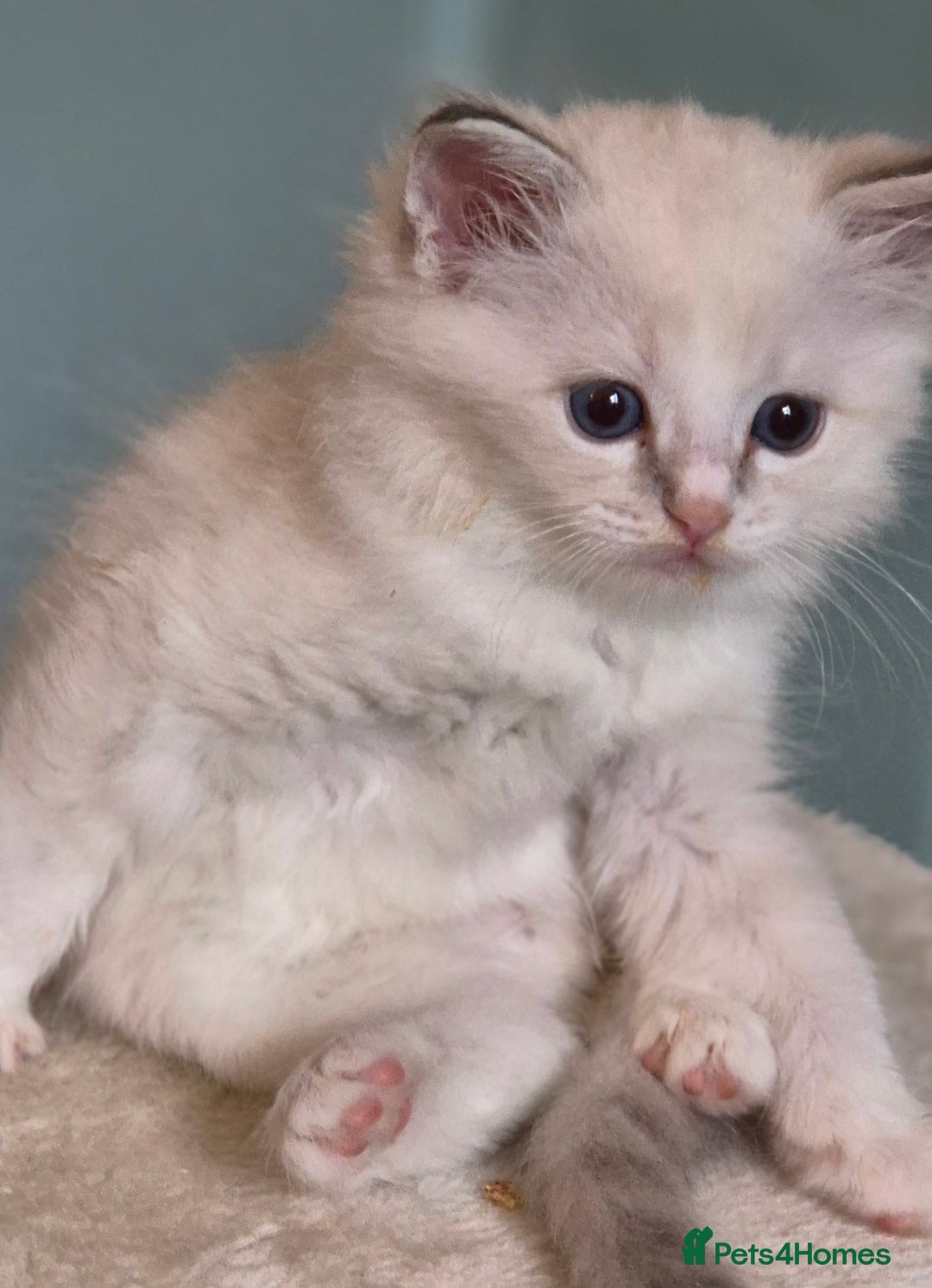 Ragdoll cats for sale: 4 Precious tica Ragdoll girls - Image 4