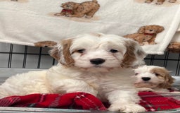 Cavapoo dogs for sale: Cavapoo Puppy 3 - 🐶🐩 7 HEALTH CLEAR ADORABLE CAVAPOO PUPPIES 🐩🐶  - Image 4