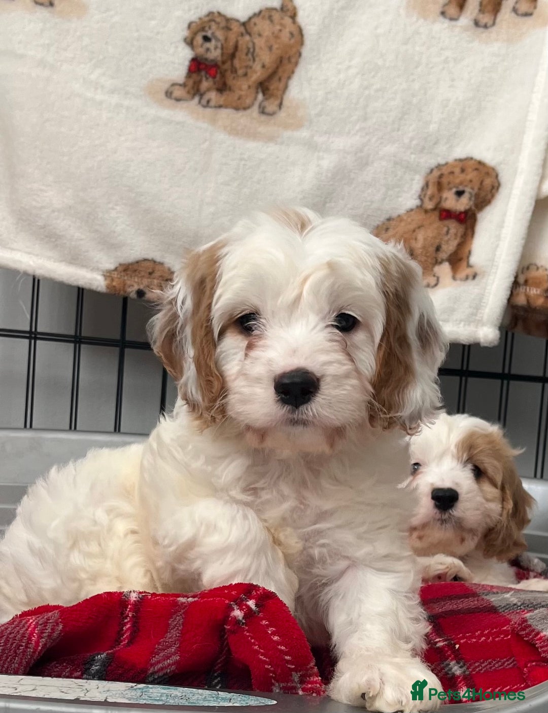 Cavapoo dogs for sale: Cavapoo Puppy 3 - 🐶🐩 7 HEALTH CLEAR ADORABLE CAVAPOO PUPPIES 🐩🐶  - Image 4