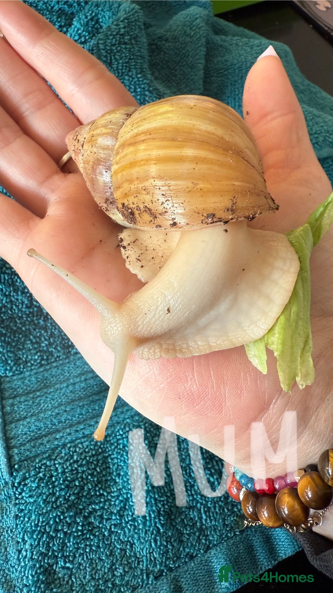 Snails invertebrates for sale: Lissachatina fulica babies - Advert 1