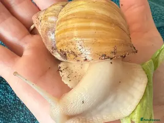 Snails invertebrates Lissachatina fulica babies - Advert 4