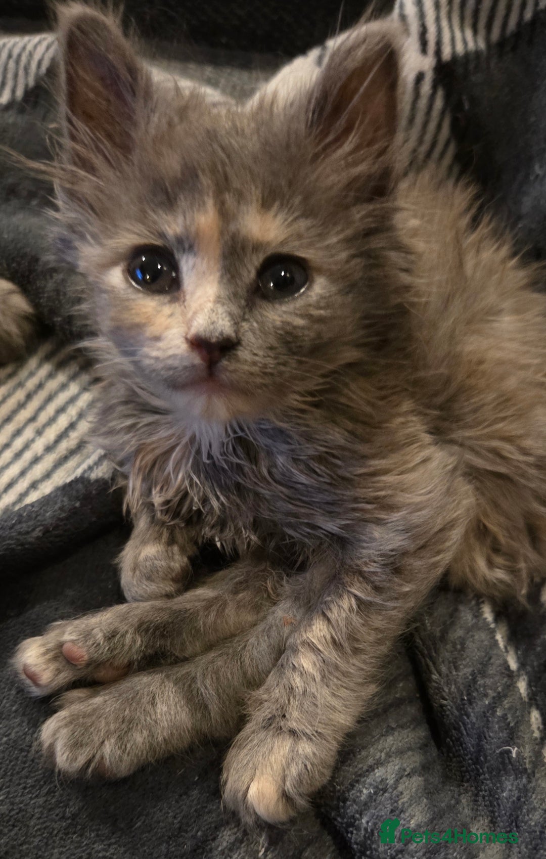 Nebelung cats for sale: 2 Grey Fluffy Grey Kittens For Sale - Image 3