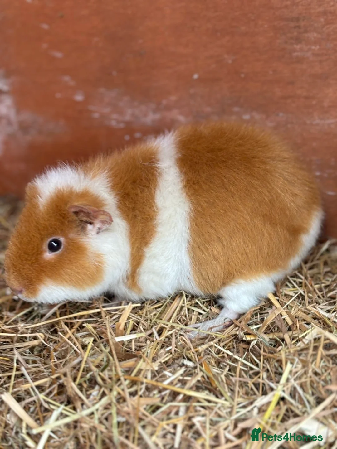Guinea Pig rodents for sale: Guinea pigs and houses for sale - Advert 5