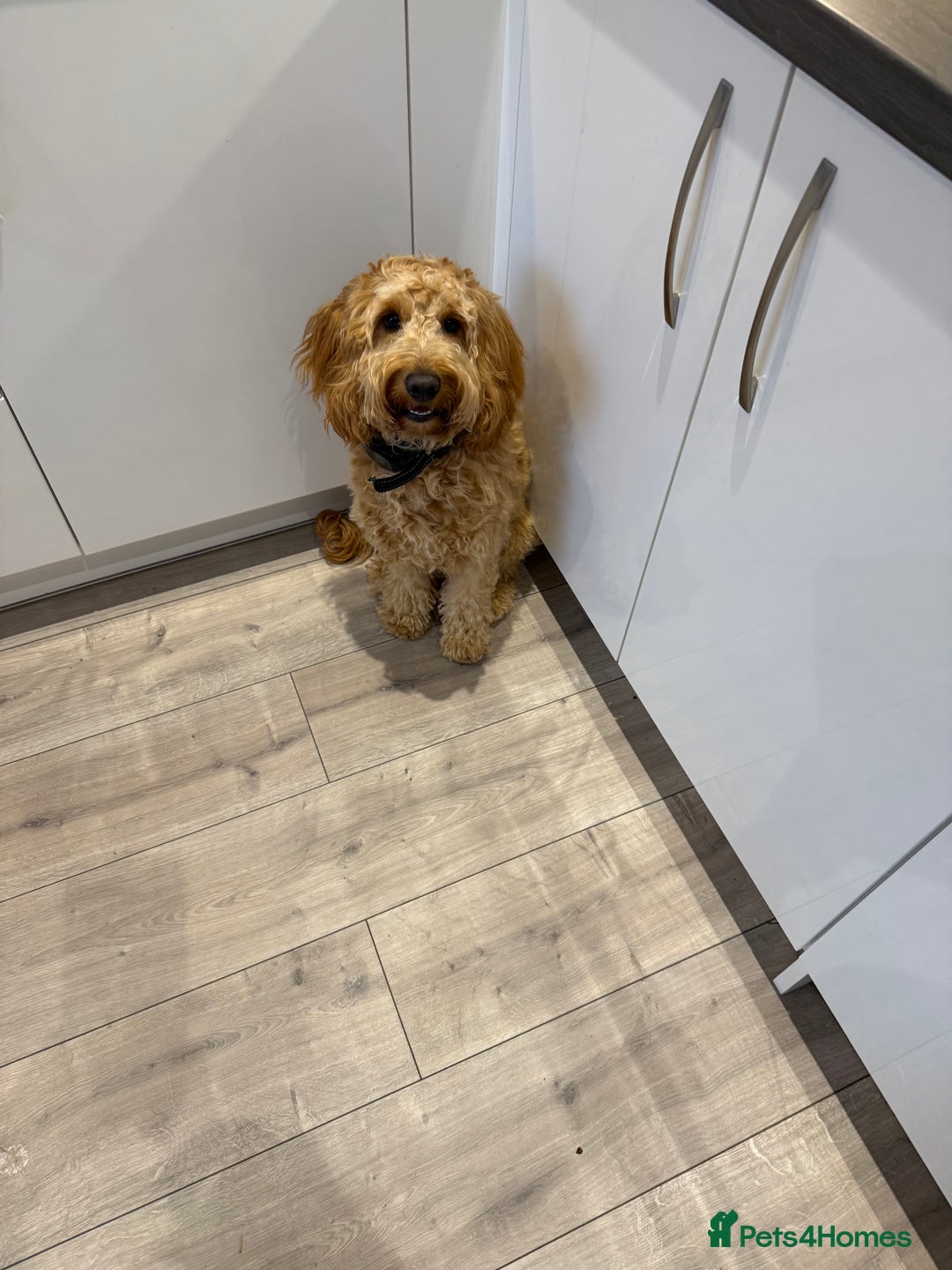 Cockapoo dogs for sale: 11 month old cockapoo  - Image 3