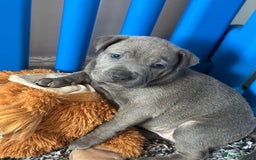 Mixed Breed dogs for sale: Ready to leave!! Staffy X Shar Pei puppies puppy - Image 20