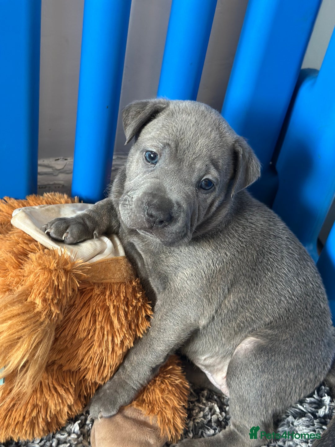Mixed Breed dogs for sale: Ready to leave!! Staffy X Shar Pei puppies puppy - Image 20