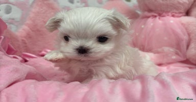 Maltese dogs - Advert 2