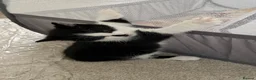 Domestic Shorthair cats for sale: Black and white kittens in Preston - Advert 2
