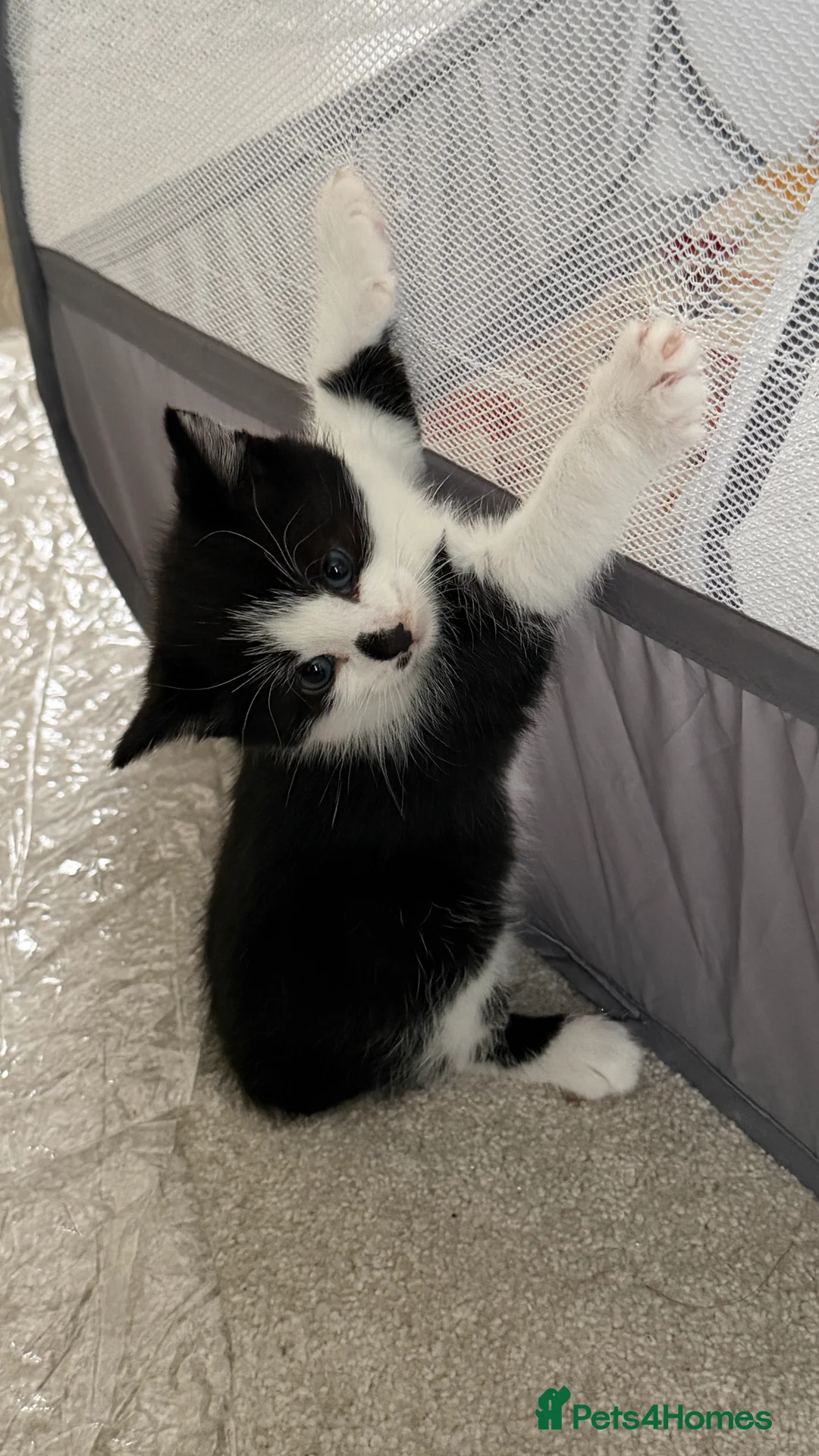Domestic Shorthair cats for sale: Black and white kittens in Preston - Advert 2