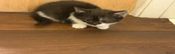 British Shorthair cats for sale: British shorthair cross breed kittens  - Advert 3