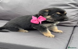 German Shepherd dogs for sale: Short coat straight back German Shepard  in Wolverhampton - Image 20