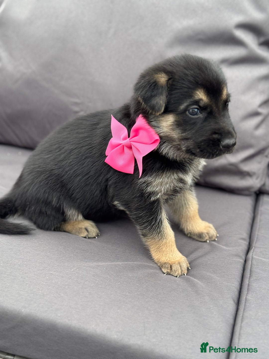German Shepherd dogs for sale: Short coat straight back German Shepard  in Wolverhampton - Image 20
