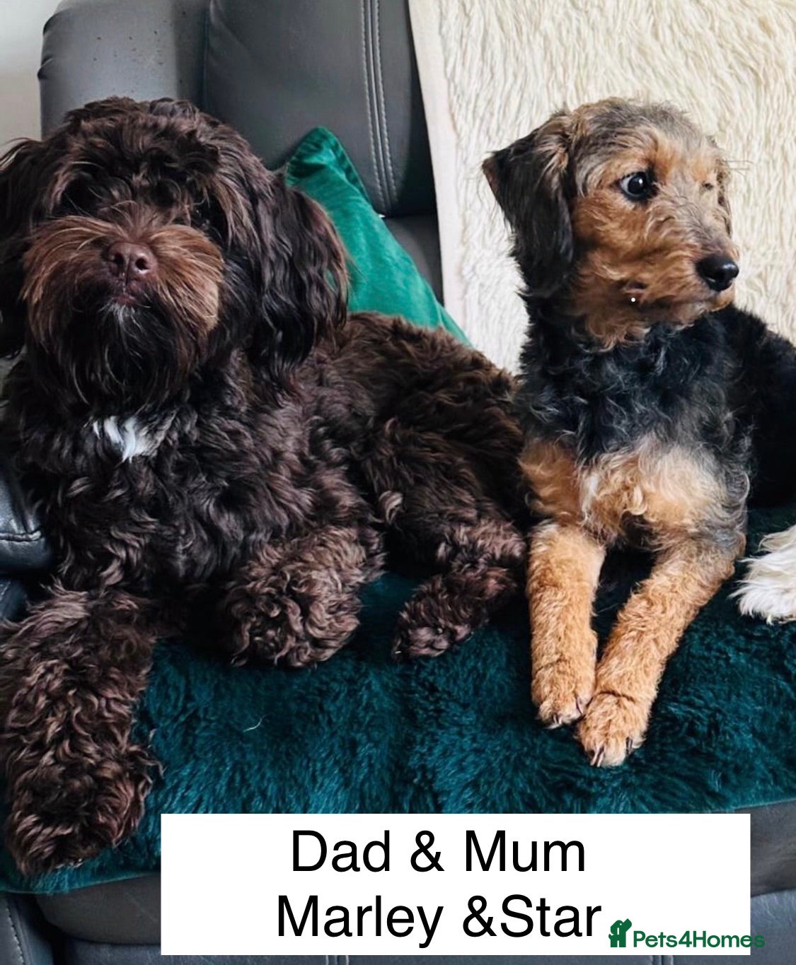 Mixed Breed dogs Airedale X Cockapoo 2x boys/3x girls  - Advert 4