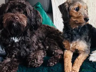 Mixed Breed dogs Airedale X Cockapoo 2x boys/3x girls - Advert 2