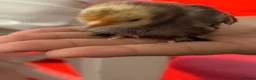 Mixed Breed birds for sale: 2 gold and grey baby chicks  - Advert 3