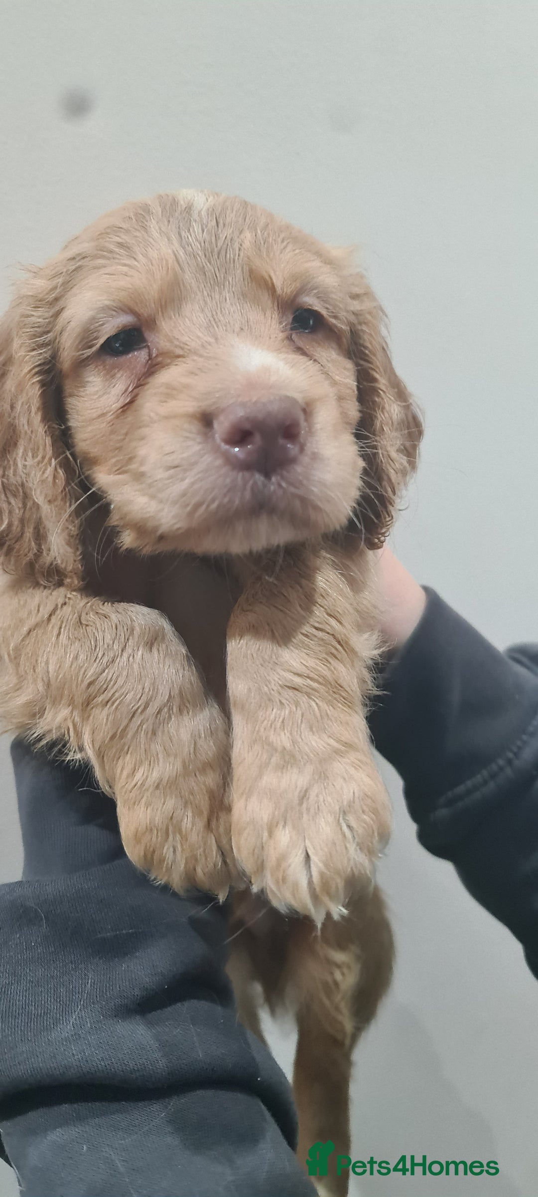 Cocker Spaniel dogs for sale: Beautiful KC Cocker Spaniel Puppies for sale  - Advert 18