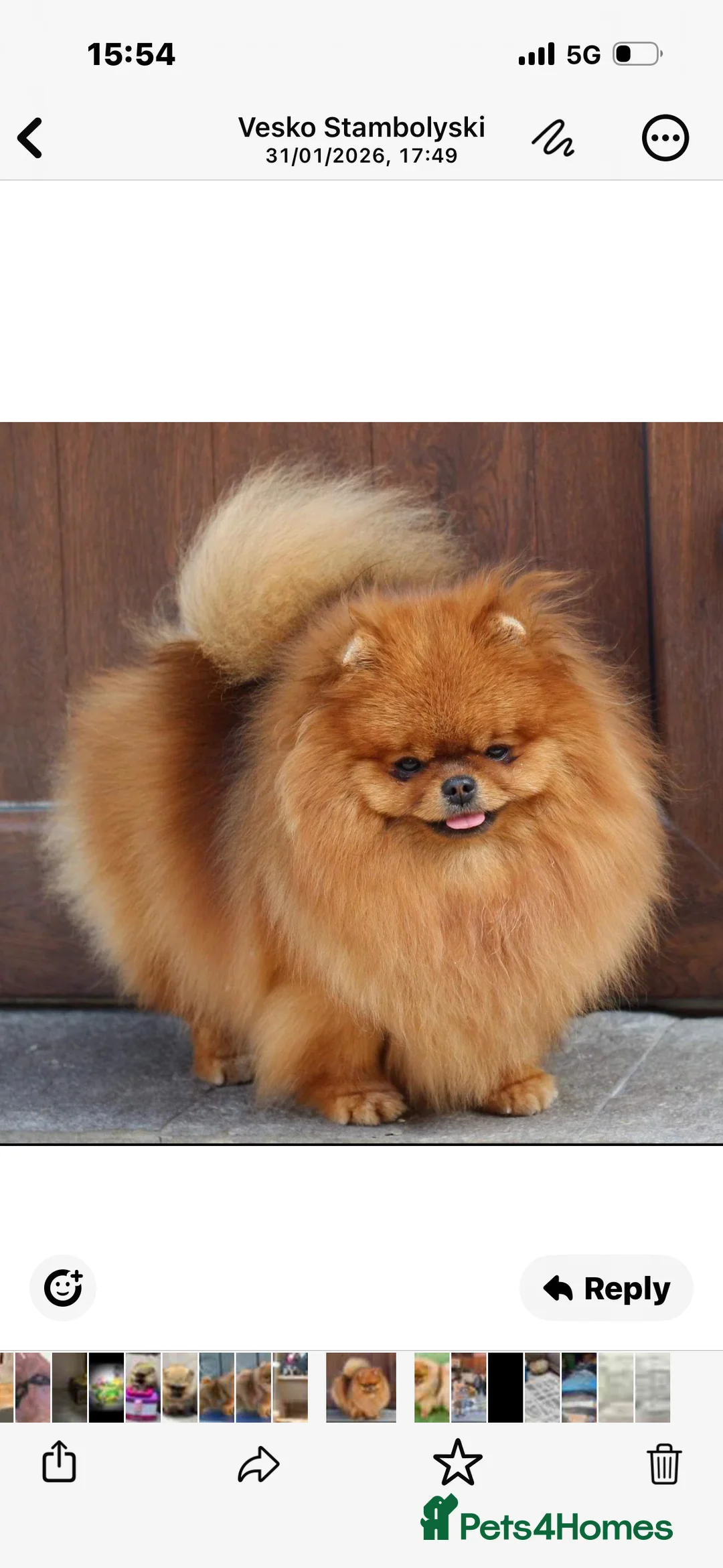 Pomeranian dogs for sale: Mr Kolev  - Advert 3