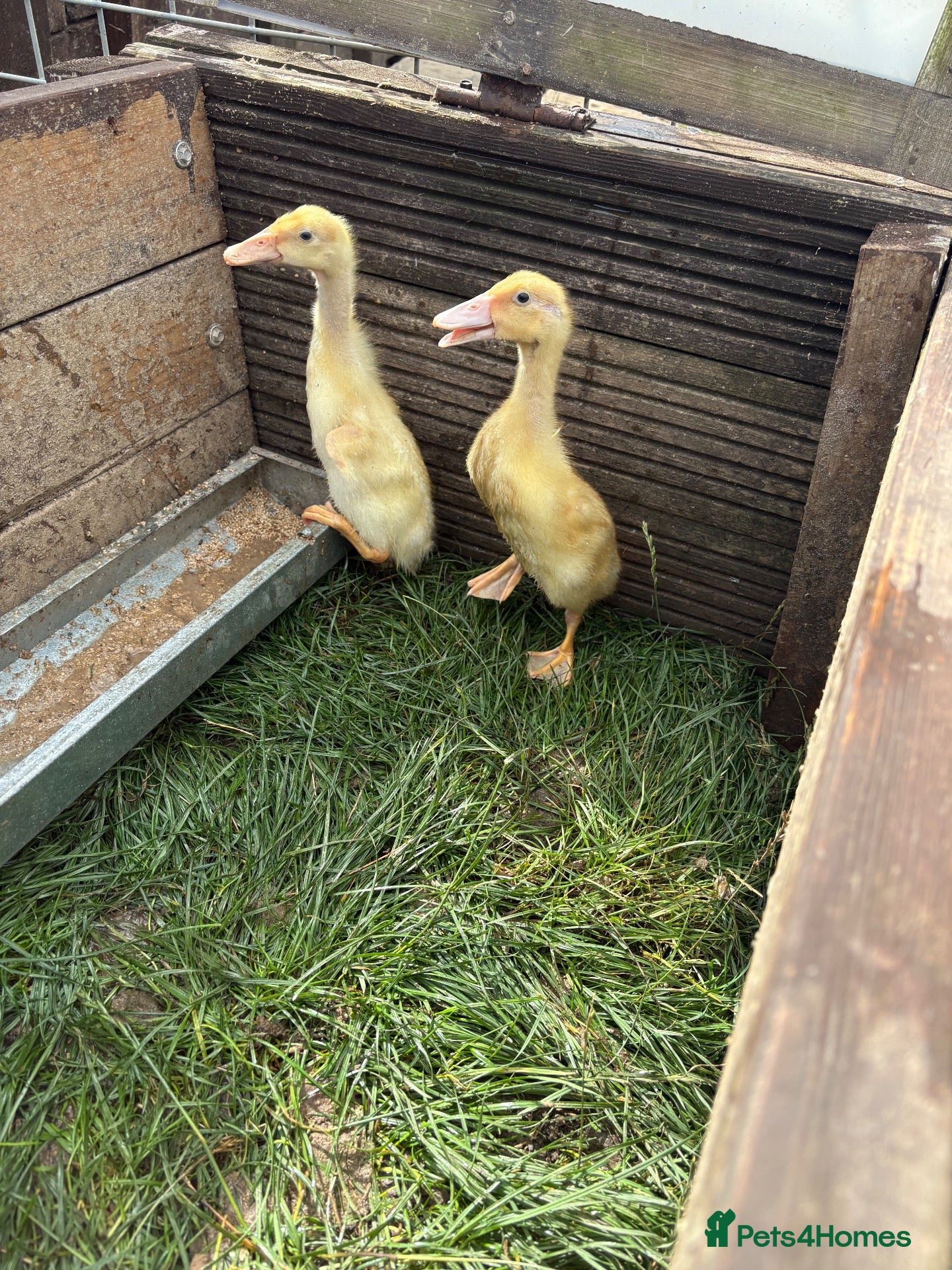 Ducks poultry Indian runner ducklings available  - Advert 1