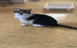 Mixed Breed cats for sale: Archie  - Image 1