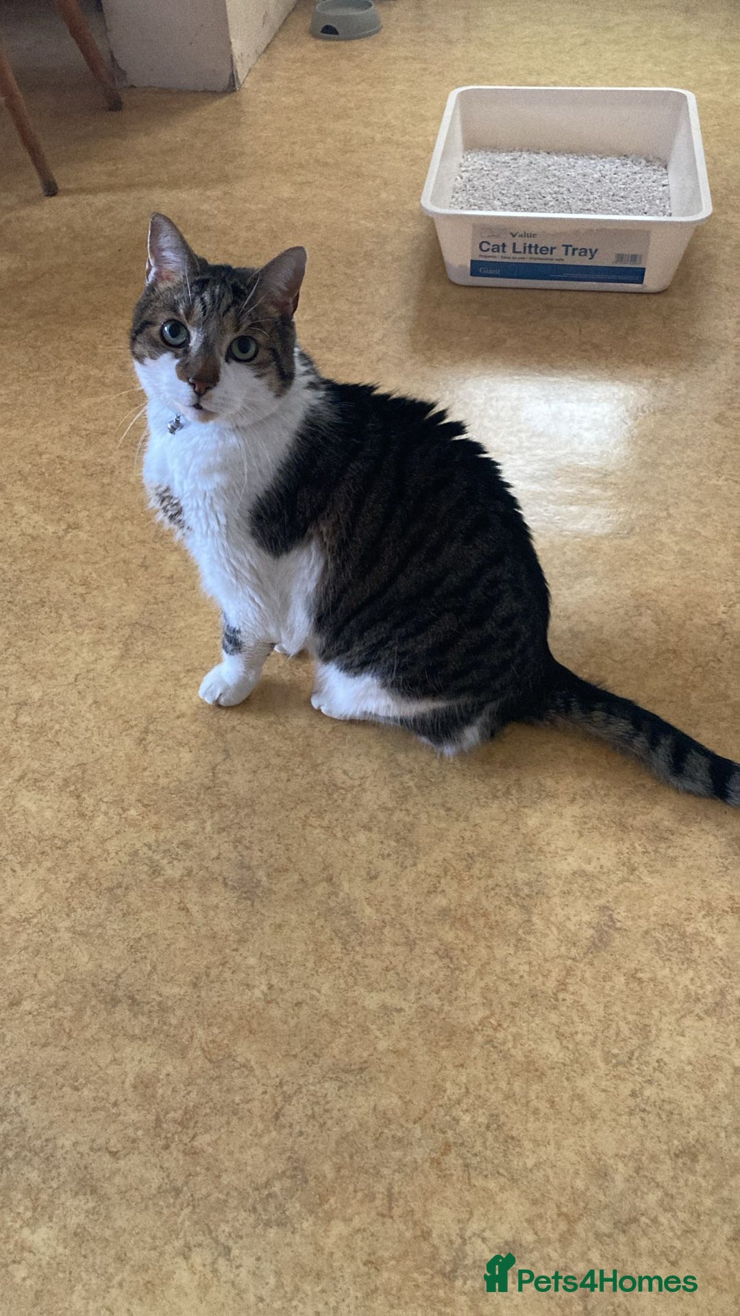 Mixed Breed cats for sale: Archie  - Image 1