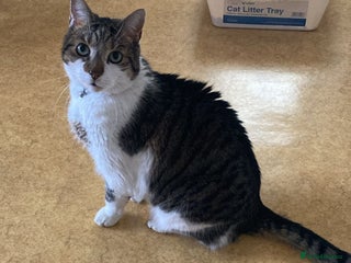 Mixed Breed cats for sale - Advert 1