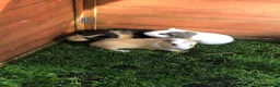 Guinea Pig rodents for sale: Baby Male and female Swiss, shelti, short haired - Advert 2