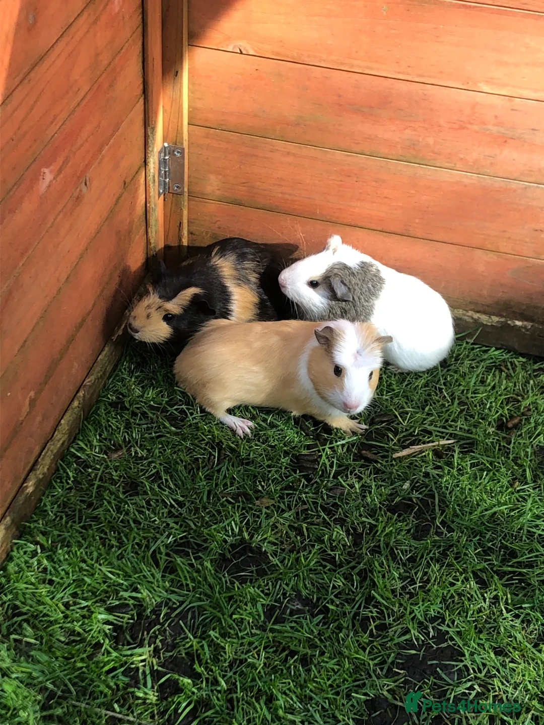 Guinea Pig rodents for sale: Baby Male and female Swiss, shelti, short haired - Advert 2