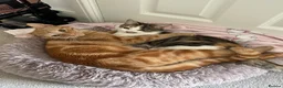 Mixed Breed cats for sale: Orange / ginger male kittens  in Stonehouse - Advert 15