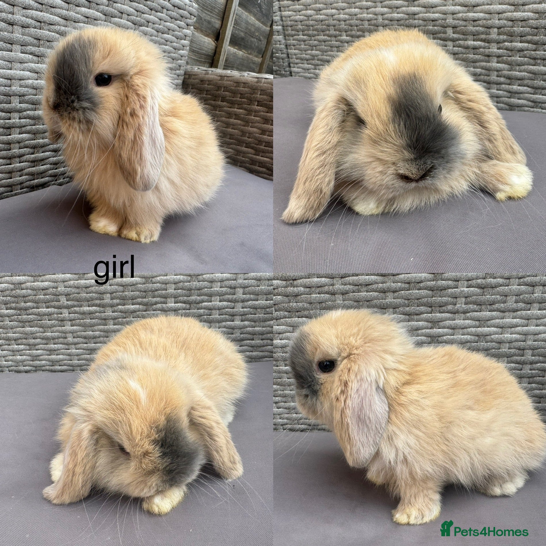 Mini Lop rabbits Pure mini lops - Advert 15
