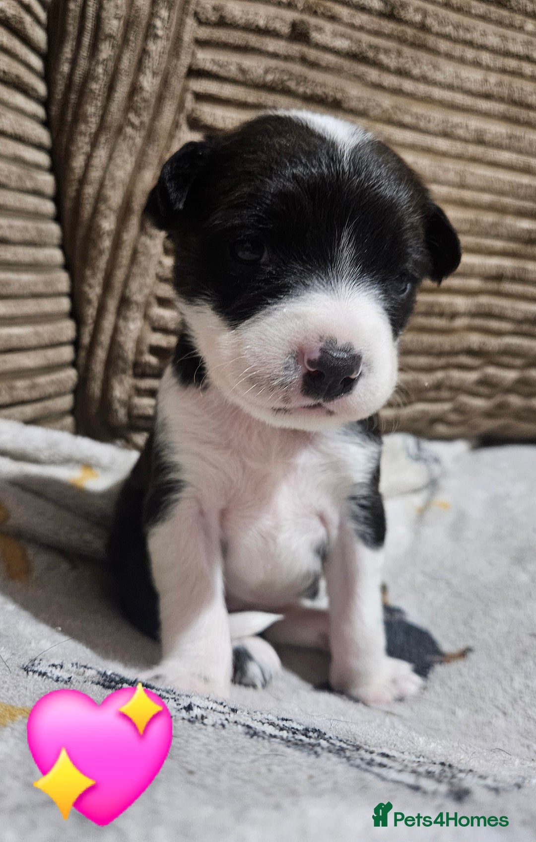 Mixed Breed dogs for sale: 🐾Border Collie x Blue Heeler/Ridgeback Pups🐾 - Advert 19