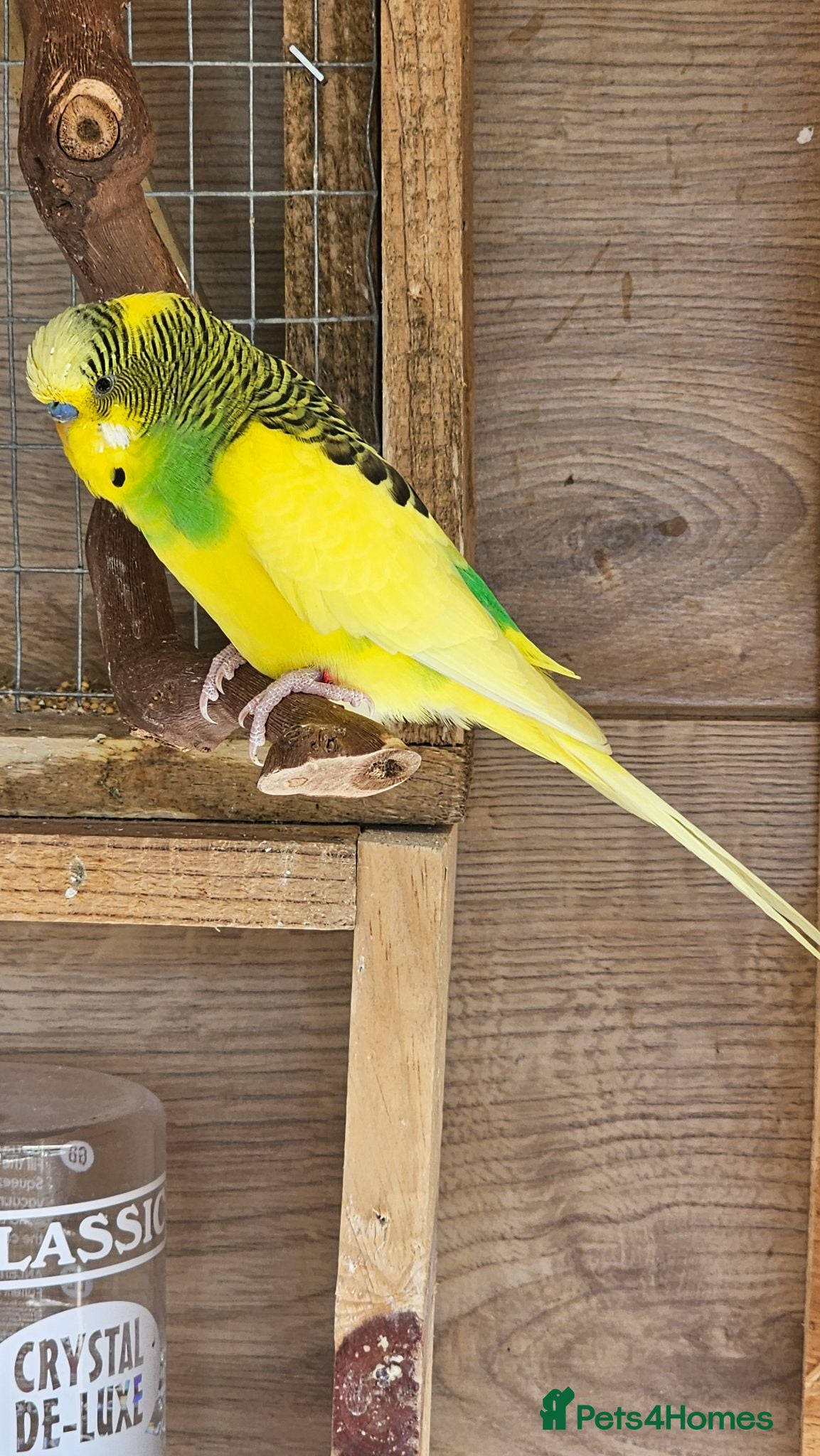 Budgerigars birds Budgie - Advert 1