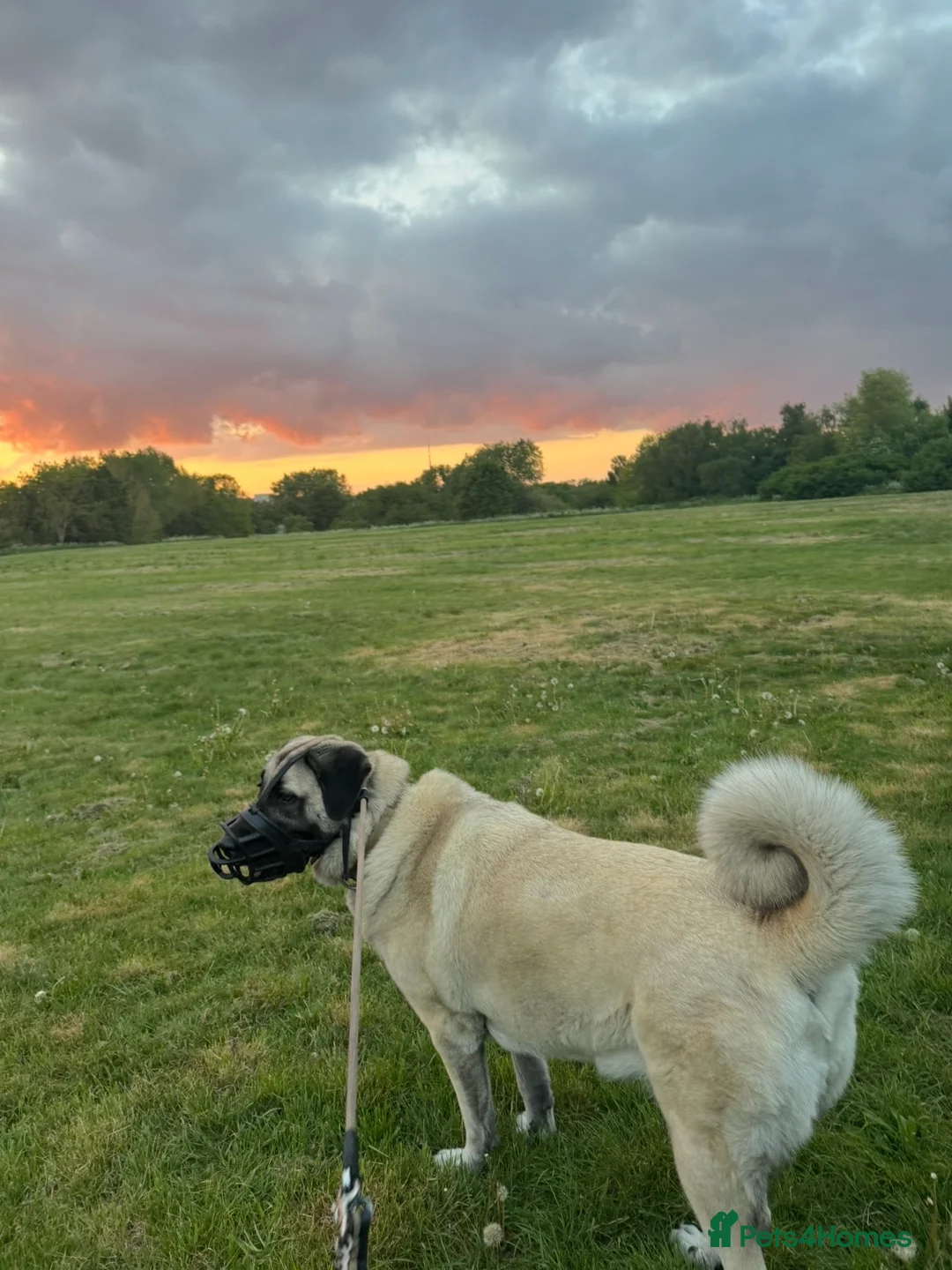 Turkish Kangal dogs for sale: Beautiful Kangal  - Advert 4