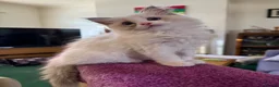 Ragdoll cats for sale: Gorgeous Ragdoll Kittens  - Advert 11