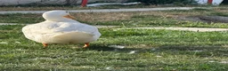 Ducks poultry for sale: 3 Cherry Valley Ducks - Advert 5