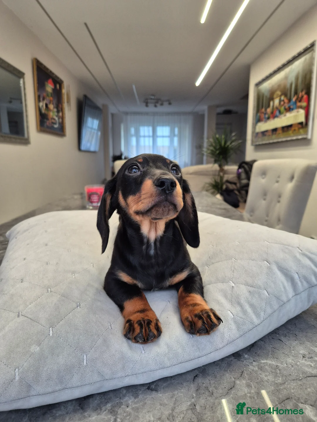Dachshund dogs for sale: 💙 Miniature Dachshund Boy!💙 - Advert 20