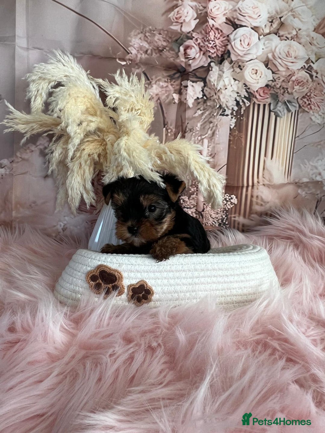 Yorkshire Terrier dogs for sale: Our amazing five pups are fully registered - Advert 10