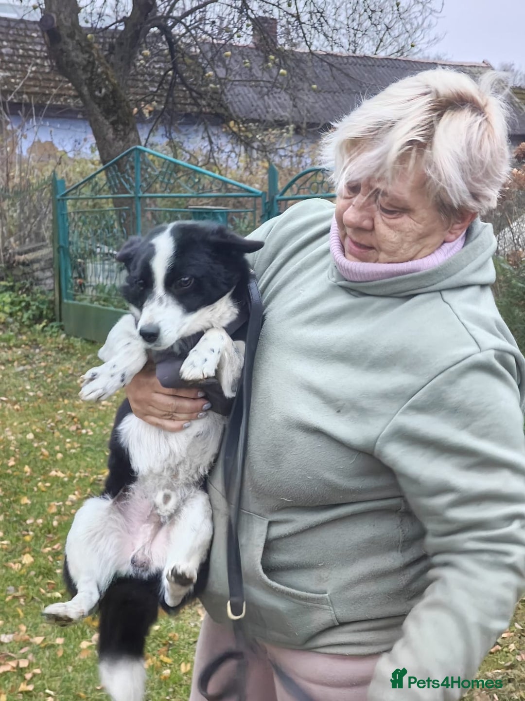 Mixed Breed dogs for adoption: 💙🐶Bobby -3 yo small boy with spirit of lion💙🐶 - Advert 9